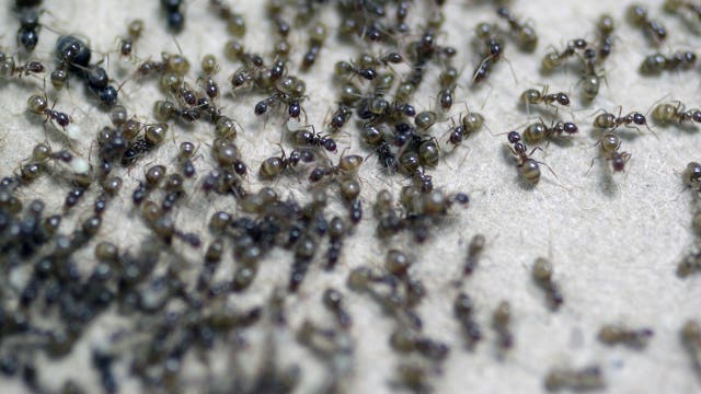 Invasive hairy ants are on the move: What to watch for