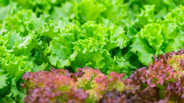 FDA cyclospora investigation: Parasite detected at Mexican farm linked to massive lettuce outbreak