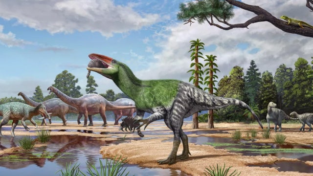 New long-clawed dinosaur species identified from century-old fossil in museum drawer
