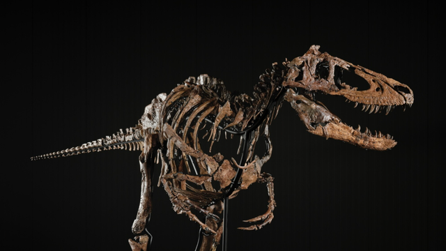 Miniature T. rex relative sells for $47.3 million at auction