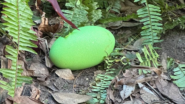 Adelaide Zoo celebrates 1st bright green cassowary eggs in decades