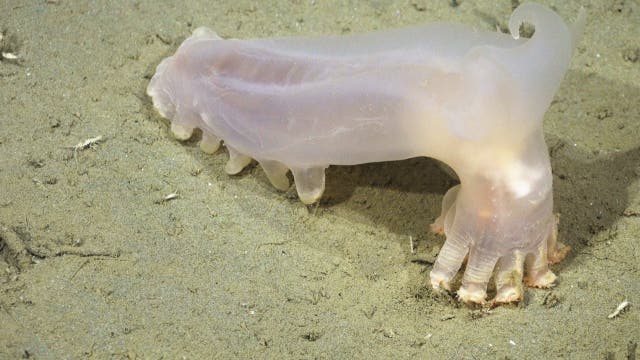 Scientists discover 57 new marine species lurking in the depths of the South Atlantic