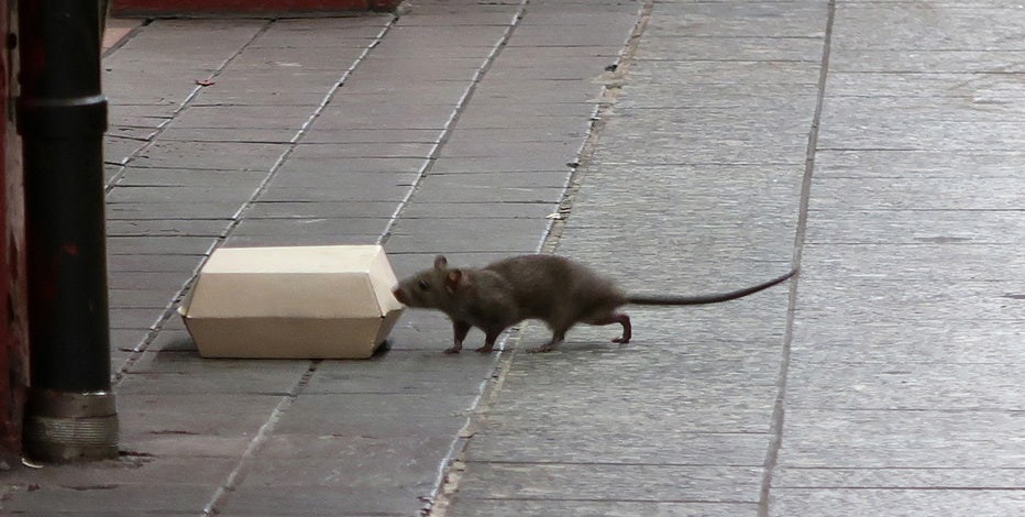 Rats and mice are the worst in these U.S. cities, new ranking finds