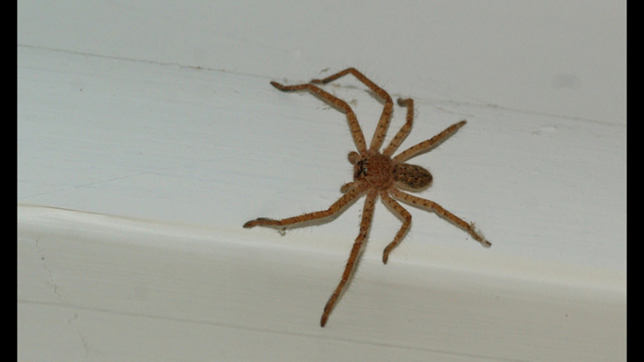Police called to 'domestic dispute' only to find man screaming at spider