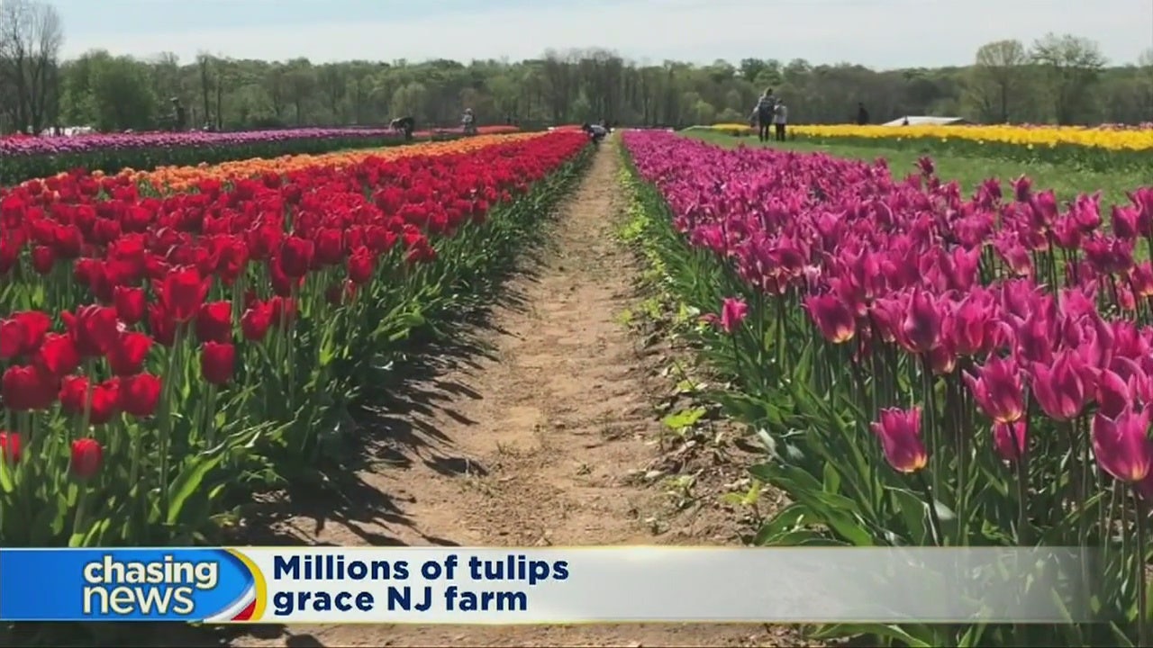 Million of tulips grace NJ farm