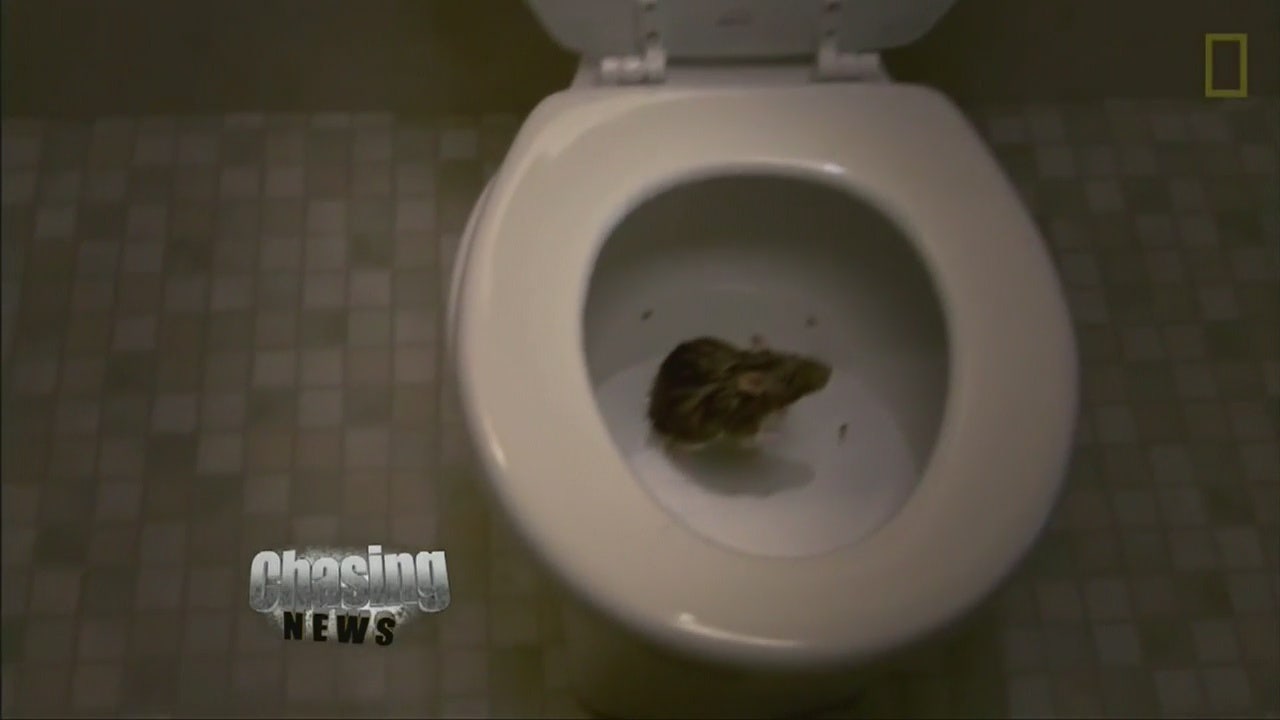 Rats in toilets in New York City MY9 New Jersey