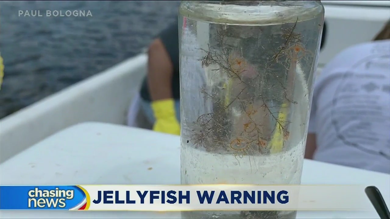 Toxic jellyfish found at Jersey Shore
