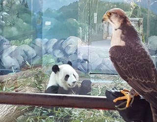 Animals At Zoo Atlanta Rise Up For The Falcons
