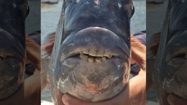 Mysterious fish with human-like teeth stumps the internet