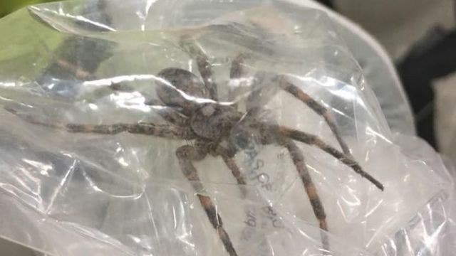 Indiana man warns locals to 'beware' of giant spiders after spotting 6-inch crawler at work