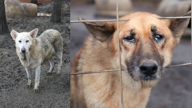 NC bill would create online registry for convicted animal abusers