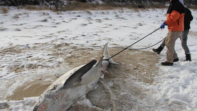 Scientists find 4th frozen shark near Cape Cod shore