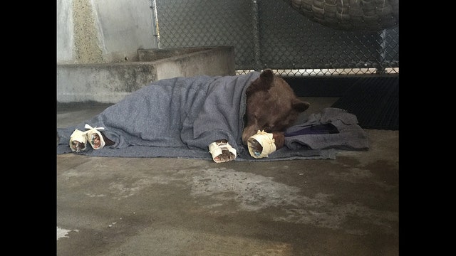 Bears burned in California wildfires go holistic for pain