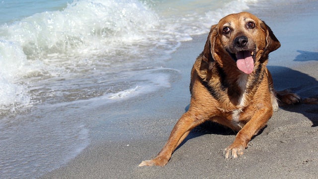 Florida dog gets very Florida bucket list -- and you can help