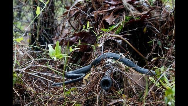 Photo of snake crossing rifle illustrates focus of sniper