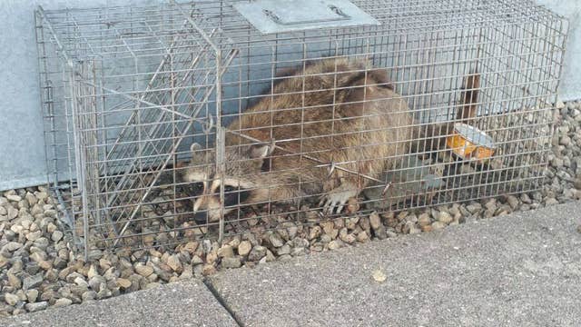 After internet fame, early morning capture, high-climbing raccoon finally released into wild