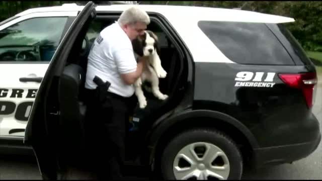 Meet Officer Donut, Greenfield, MA police's new comfort dog