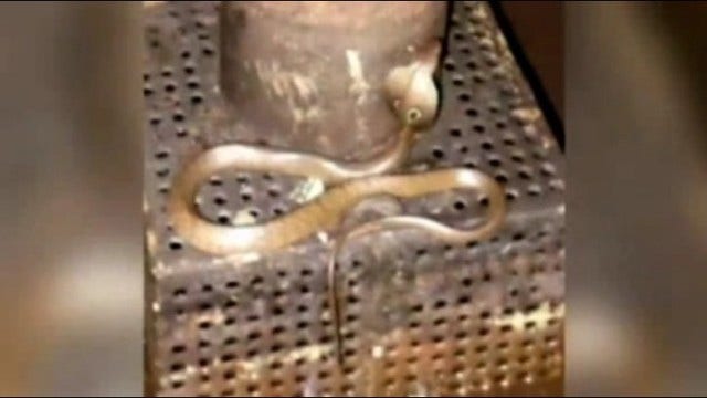 Deadly snake found on ship at New Jersey port