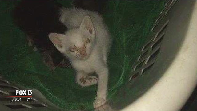 Hoarding case: 63 cats found in retired veteran's freezer
