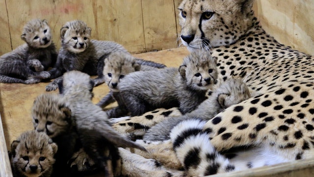 St. Louis Zoo cheetah gives birth to record eight cubs