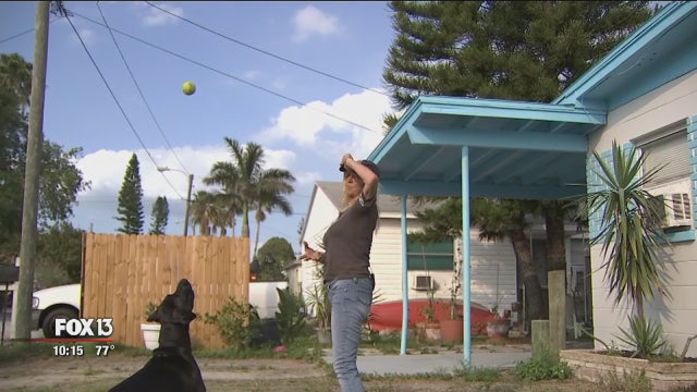 Former neighbors granted joint custody of Labrador by Pinellas Co. court