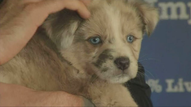 Kentucky officer adopts pup he helped rescue from burglary suspect