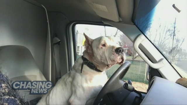 Dog rescued in Newark