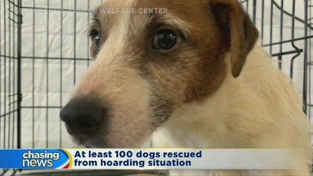 At least 100 dogs rescued from hoarding situation
