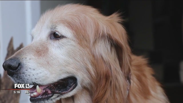 Old dog's new trick: Catching car burglars