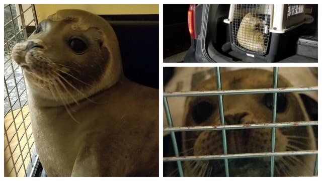 Police rescue seal pup waddling around Cape Cod highway