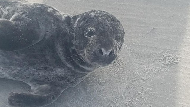 Baby seal stranded on Jersey shore beach