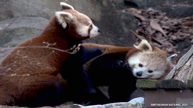 Baby and mama red panda make debut at Smithsonian's National Zoo (VIDEO)