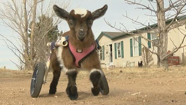 Baby goat gets new wheelchair