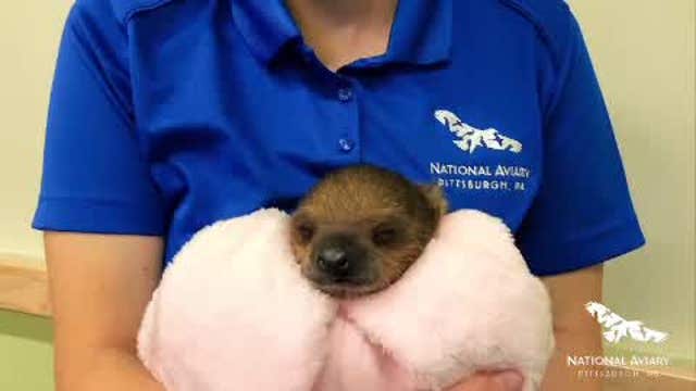 Baby sloth ready for visitors at Pittsburgh National Aviary