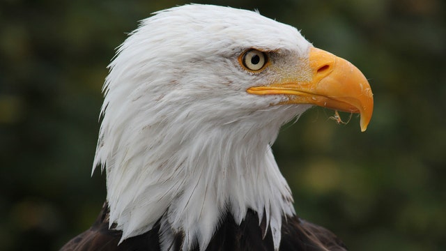Virginia man pleads guilty to shooting bald eagle, running over it with ATV