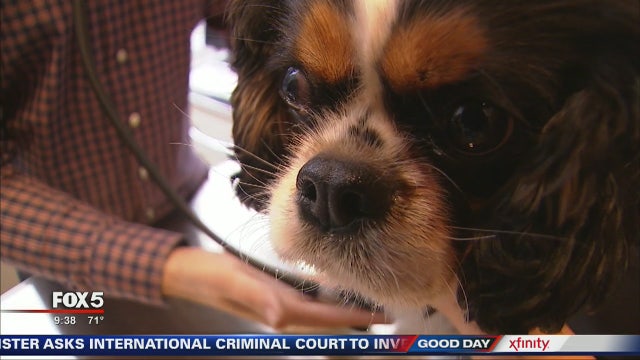 How to keep fleas off your pet, out of your home