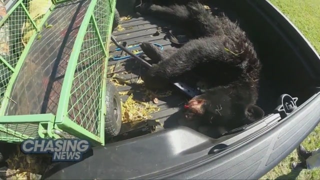 More than 200 bears killed on 1st day of 2016 hunt