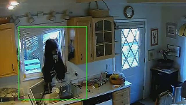 Bear breaks into California home through kitchen window