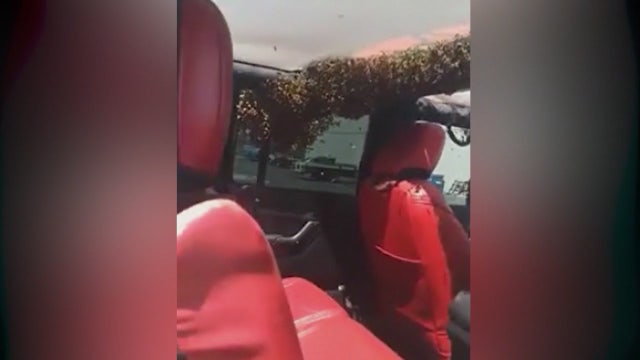Bee swarm takes over jeep in Chatsworth parking lot