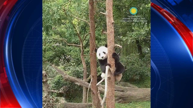 VIDEO: Panda cub Bei Bei working on his adorable tree dismounts