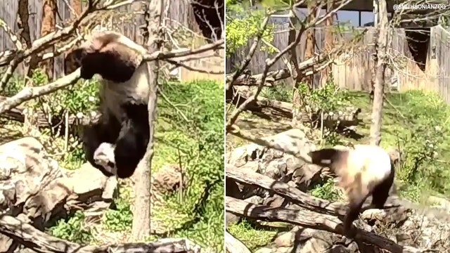 Bei Bei the panda falls from tree at Smithsonian's National Zoo in DC (VIDEO)