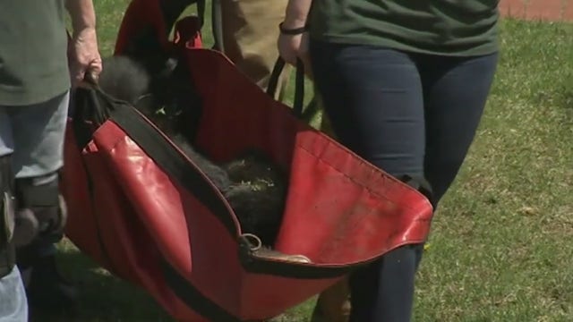 Black bear seen in NJ towns tranquilized and taken away