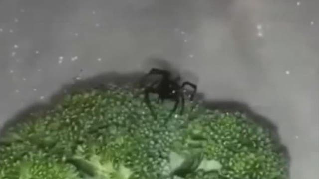 Ohio man finds black widow spider in grocery store broccoli