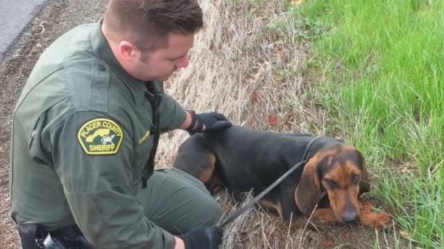 Injured bloodhound rescued after getting hit by car