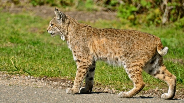 Woman strangles bobcat to death in front yard of her house