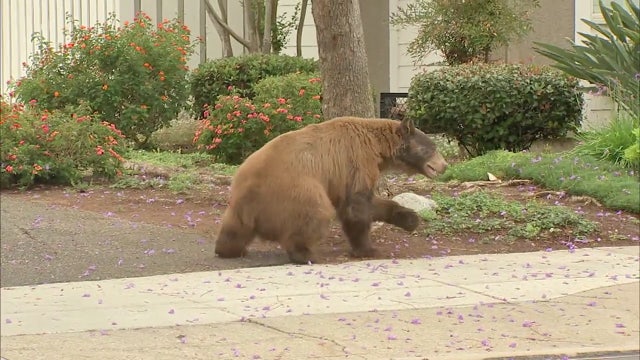 Brown bear seen in San Dimas and La Verne, tranquilized by authorities