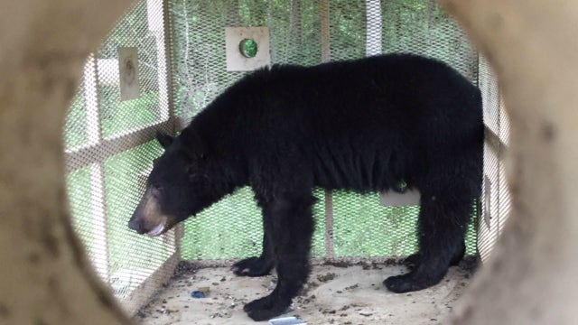 Buckhead bear captured