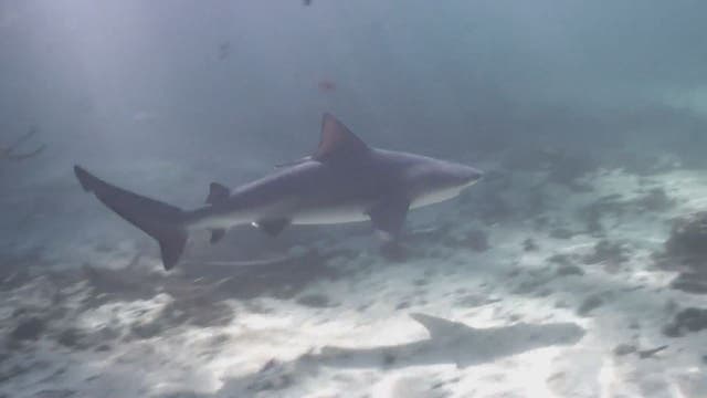 Bull shark spotted in Chassahowitzka River