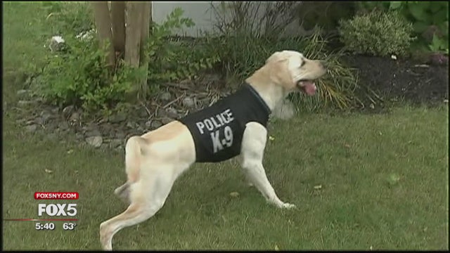 Girl raises cash for police dog's bulletproof vest