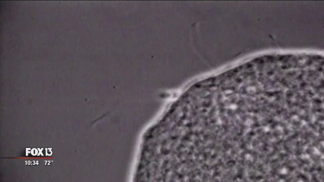 IVF alternatives open door to parenthood for many couples